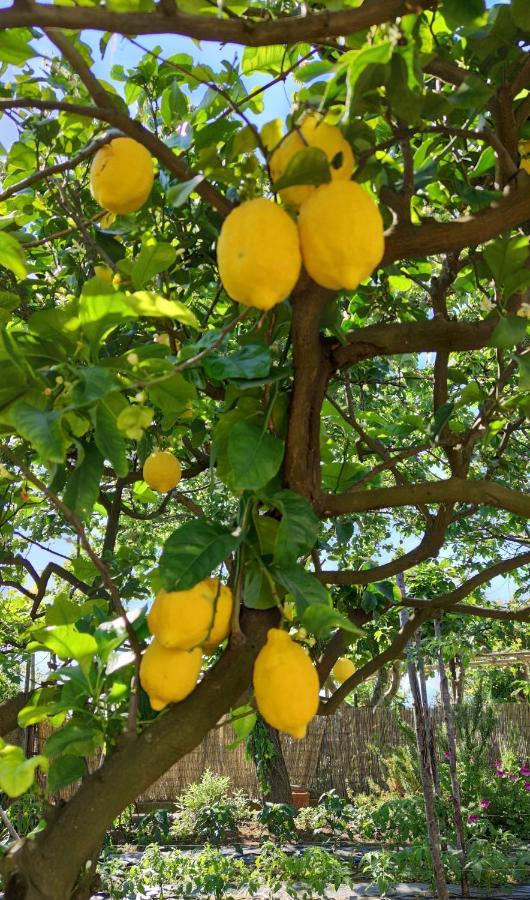 La Primavera أناكابْري المظهر الخارجي الصورة